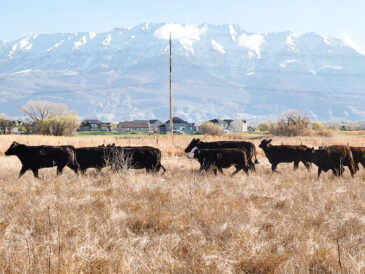 Walkara Way Mayors of Utah Valley: Hard at work designing the Vineyard waterfront ...